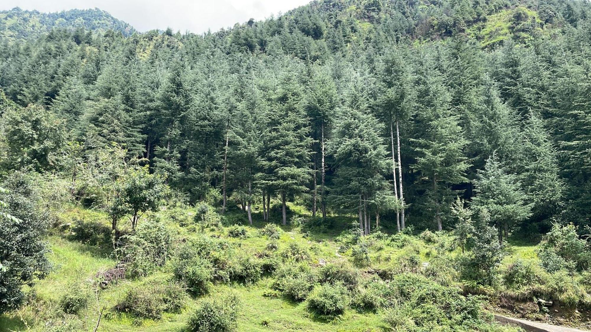 Oasis Guest House Bhagsu D'Shala Dharamsala Zewnętrze zdjęcie